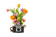 Vintage camera with tulip bouquet growing out