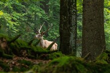 Red Deer (Cervus Elaphus) Germany (c)