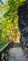 Wall Mural - path in the woods