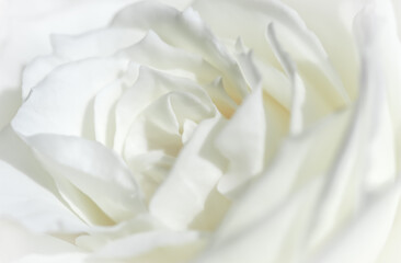 Wall Mural - Abstract floral background, white rose flower petals