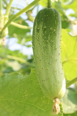 Wall Mural - Cucumber on tree in farm