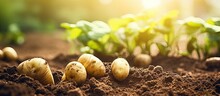 Organic Agriculture: Farming Potatoes By Sowing Seeds In Garden Soil.