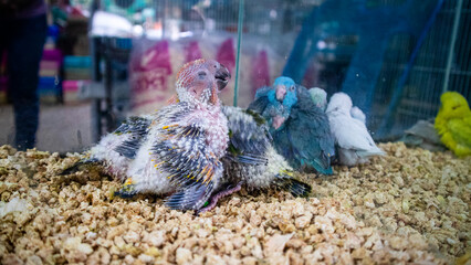 baby forpus ,baby little bird parrot parakeet