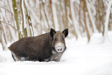 Poster - Wild boar in winter forest. Animal in nature habitat. Big mammal. Wildlife scene