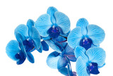 Fototapeta Storczyk - beautiful blue Orchid without background, bright blue Orchid flowers on a white background. isolate
