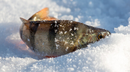 Poster - Perch fish lies on the snow in winter. Close-up