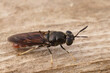 © Henk - Detailed dorsal closeup on a cosmopolitian diptera species, the black soldier fly, Hermetia illucens sitting on wood