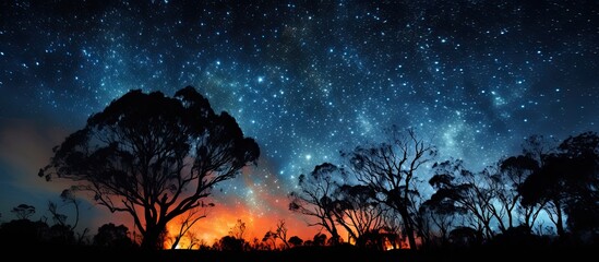 Poster - Nighttime photo of burning trees under starry sky in La Pampa.