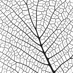 Wall Mural - leaf vein texture abstract background with close up plant leaf cells ornament texture pattern.