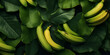 Beautiful Green bananas,A bunch of bananas are on a leaf,Green leafs and banana background
