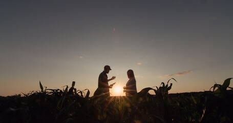 Silhouettes of two farmers in a corn field. Working at sunset, using a tablet