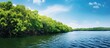Sri Lankan lake with mangrove forest.