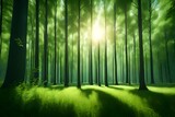 Fototapeta Dziecięca - Summer Sunny Forest Trees And Green Grass
