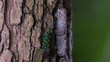 On The Bark Moving A Little During A Very Windy Afternoon In The Forest As The Background Green Bokeh Moves Violently, Saiva Gemmata Lantern Bug, Thailand