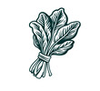 A bunch of spinach hand drawn graphic asset