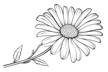 Daisy flower on white background, illustration. Coloring page. Generative AI