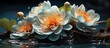 Beautiful Zen flower loto in water or lotus flower on the water.
