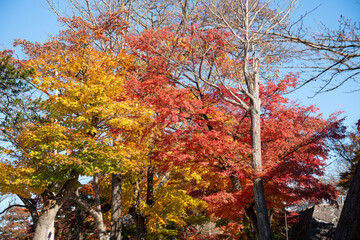 Poster - Beautiful maple leaves on the tree in autumn season.