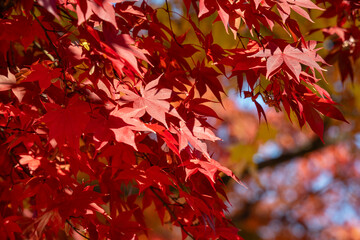 Canvas Print - Beautiful maple leaves on the tree in autumn season.