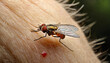 black fly on human skin