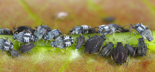 Wall Mural - Aphis fabae aphids (Black Bean Aphid) on a plant