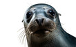 Baikal Seal Lake Guardian Isolated on a Transparent Background PNG