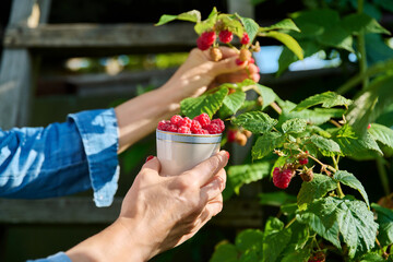 Close-up of hands picking ripe raspberries into cup