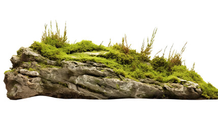 Green Moss Meadow on a rock. Side view. Isolated on Transparent background.	