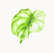 Watercolor illustration - tropical leaf. isolated on white background. For textile, wallpaper, cosmetics design.