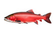 Sockeye Salmon Determined Breeder Isolated on a Transparent Background PNG.