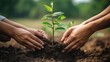 Hands of diverse individuals participate in a tree planting activity, nurturing a young plant in rich soil, symbolizing teamwork, environmental care, and the importance of reforestation.