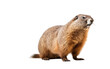 Marmot Alpine Burrowing Mammal Isolated on a Transparent Background PNG.