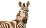 Fototapeta Konie - Quagga Southern African Extinct Equid Isolated on a Transparent Background PNG.