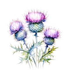 Wall Mural - watercolor thistle illustration on a white background.