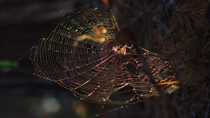 Close-up spider web swaying in wind in evening on sunset in the forest, forest background. Nature wildlife background vertical