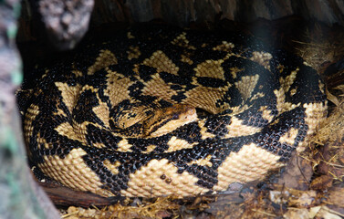 Wall Mural - Sauth American Bushmaster snake.
 This is the largest snake from the viper family and the rattlesnake subfamily, it lives in South America. The color of the bushmaster is yellow-brown, on the back alo