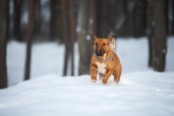 Wall Mural - happy english bull terrier dog running in the snow in the forest