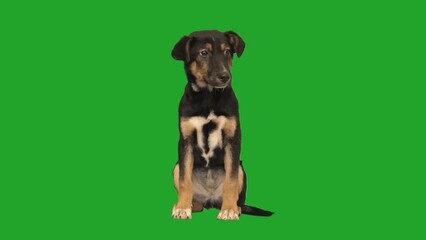 Sticker - dog on green screen