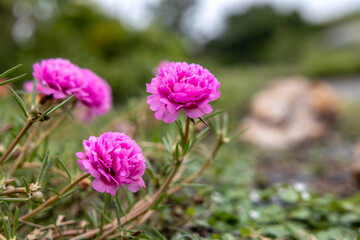 Wall Mural - Close-up view of Portulaca, Moss flowers. Roses, pink, red, and others blooming.