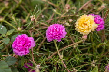 Wall Mural - Close-up view of Portulaca, Moss flowers. Roses, pink, red, and others blooming.