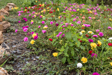 Wall Mural - Close-up view of Portulaca, Moss flowers. Pink, red, and other roses that are blooming.