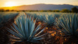 Tequila agave plant at sunset, generated AI