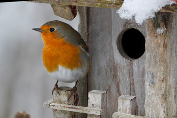 Rotkehlchen (Erithacus rubecula) sitzt vor Nistkasten im Winter