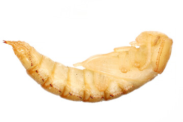 Sticker - Pupa of Darkling beetle, Tenebrio molitor from side on white background.