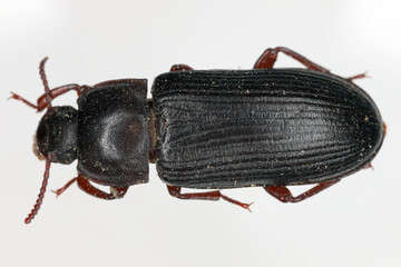 Sticker - Darkling beetle Tenebrio molitor Adult Beetle on a grey background.