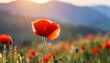 open bud of red poppy flower in the field wonderful sunny afternoon weather of mountainous countryside blurred background