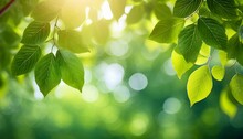 Fresh Spring Summer Green Foliage Of Tree Leaves And A Bright Sunny Springtime Bokeh Portrait Background