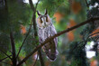 Eared Owl sitting on a tree and watching its prey.