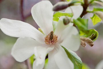 Wall Mural - Last bloom of magnolia in the season. Beautiful Magnolia Flower is fading. Close up of a pistil of magnolia flower in the end of flowering season. Romantic creative toned floral background.