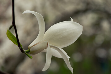 Wall Mural - Last bloom of magnolia in the season. Beautiful Magnolia Flower is fading. Close up of a pistil of magnolia flower in the end of flowering season. Romantic creative toned floral background.